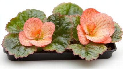 Beautiful Begonia Flowers with Vibrant Orange Petals and Lush Green Leaves in a Black Container, Showcasing Nature's Stunning Floral Arrangement