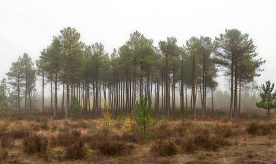 Obraz premium A misty morning in a dense pine forest with soft light filtering through the trees, evoking a sense of calm and mystery