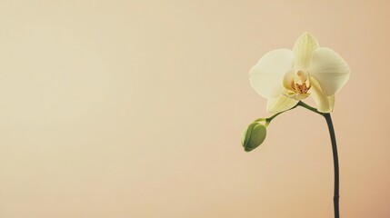 Obraz premium A solitary pale green orchid against a soft beige background, close-up shot, Minimalist style