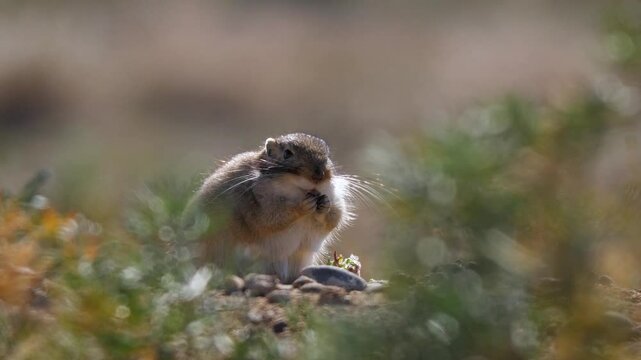 Rodent Great Gerbil (Rhombomys opimus) feeding on plant shoots. It is a widespread animal of Asia. Slow motion 2x