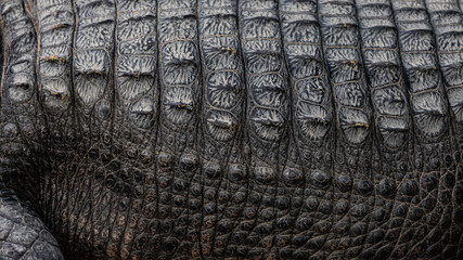 crocodile skin texture close up	