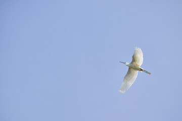 Great Egret, Ardea alba in flight