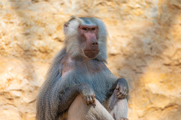 close up of a baboon