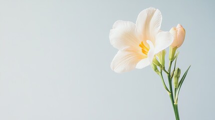 Obraz premium A solitary pale peach freesia against a light grey-blue background, close-up shot, Minimalist style
