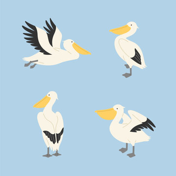 Collection of cute pelican characters