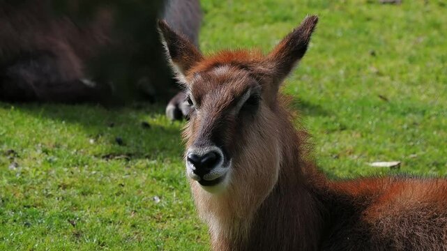 Beautiful waterbuck relaxing in green grass during sunny day at wildlife reserve