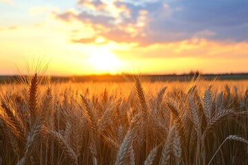 Naklejka premium Golden wheat field basked in the warm glow of the setting sun, where wheat stalks sway gently under a colorful, expansive sky filled with vibrant hues of sunset.