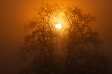 Zwei Linden werden von der aufgehenden Sonne angestrahlt. Mystische Szenerie mit rotleuchtendem...