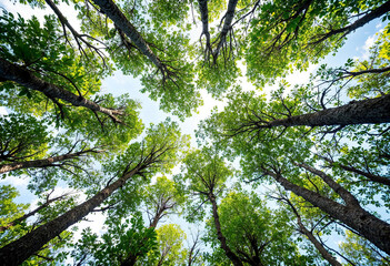 Green mangrove growth beneath, vital climate change solution, natural carbon filtration, promoting sustainable ecosystems