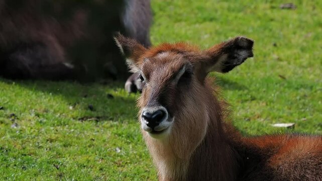 Beautiful waterbuck relaxing in green grass during sunny day at wildlife reserve, slow motion