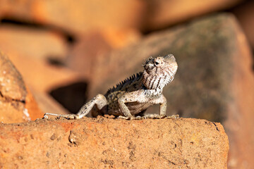 A common garden lizard from Sri Lanka