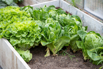 Plants de salade ayant poussés dans une couche chaude de jardin dans un châssis en béton. La...