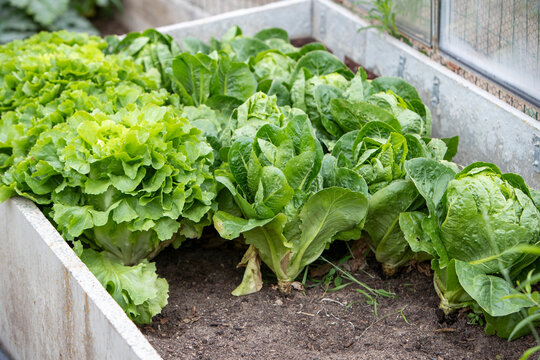 Plants de salade ayant pouss&eacute;s dans une couche chaude de jardin dans un ch&acirc;ssis en b&eacute;ton. La couche chaude comprend un fond de fumier frais associ&eacute; &agrave; des feuilles mortes ou des branches broy&eacute;es, le to