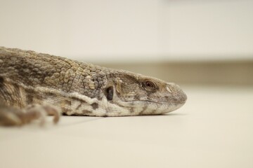 portrait of a monitor lizard that is at home for free
