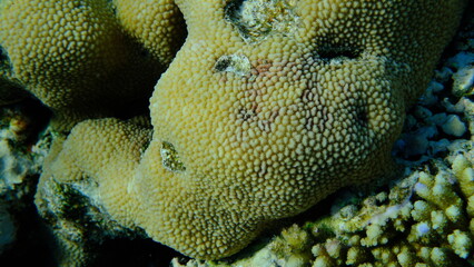 Spine coral (Hydnophora microconos) undersea, Red Sea, Egypt, Sharm El Sheikh, Montazah Bay