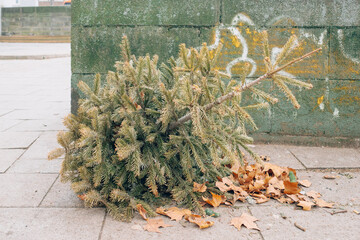 Christmas tree in front of the wall