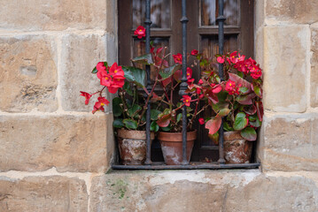 Fototapeta premium Window with plants on rural facade