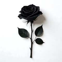 black rose on white background