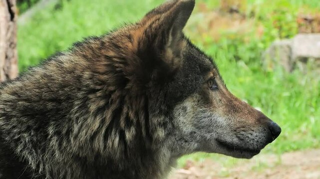 wild wolf surveys its surroundings in the forest during the daytime