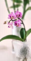 Hydroponic Orchids