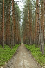 path in the middle of a pine forest in summer
