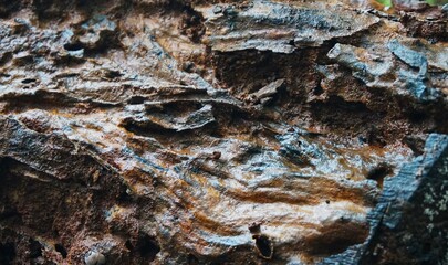 dead and rotting wood with a unique cracked and hollow texture, perfect for your background