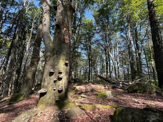 Fototapety na wymiar - Fototapeta24.pl