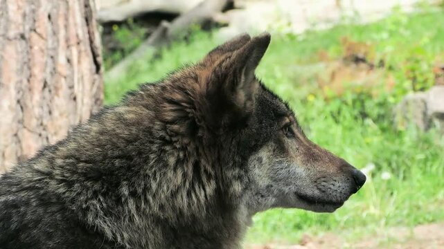 wild wolf surveys its surroundings in the forest during the daytime