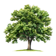 Fototapeta premium Majestic Oak Tree in Watercolor Style