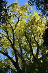 色付き始めた銀杏の木、戸定ヶ丘歴史公園にて