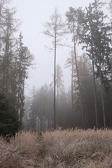 the forest in winter and there is fog everywhere