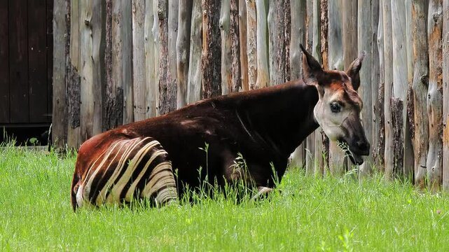 Okapi resting in lush green grass near a wooden fence at a wildlife sanctuary in the afternoon sun