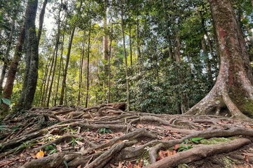 Beautiful Indonesian jungle, nestled in the picturesque Sumatran Forest, is a wonderland for nature enthusiasts on Sumatra island. With pristine nature and stunning landscape views.
