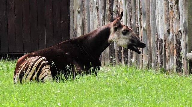 Okapi resting in lush green grass near a wooden fence at a wildlife sanctuary in the afternoon sun