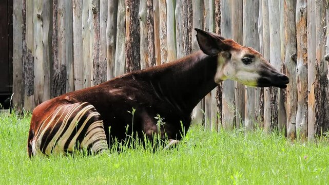 Okapi resting in lush green grass near a wooden fence at a wildlife sanctuary in the afternoon sun, slow motion