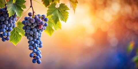 Ripe bunches of dark grapes hanging from vine with autumnal leaves and warm sunlight background