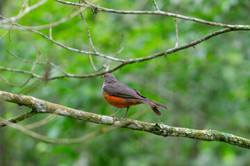 Rufous-bellied thrush (Turdus rufiventris) perched on a branch with a blurred green background. Vibrant colors stand out. Perfect for wildlife projects and birdwatching themes.