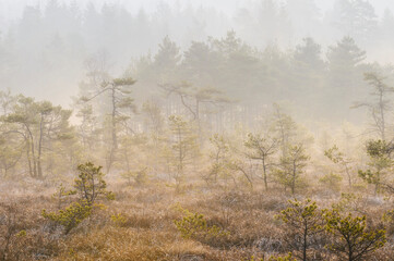 Misty morning in the forest with pine trees and grassland during early hours