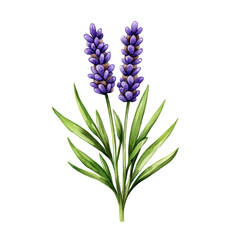 Obraz premium Watercolor Lavender Blossom with Fine Details