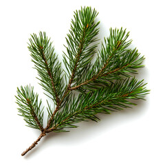 Evergreen sprig isolated on white.