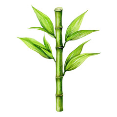 Obraz premium Elegant Watercolor Illustration of a Bamboo Shoot