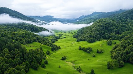 Fototapeta premium Lush green valley with low fog rolling between forested mountains under an overcast sky.