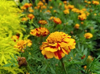 yellow flowers in the garden