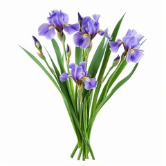 Beautiful bouquet of purple irises with green leaves, isolated on white background