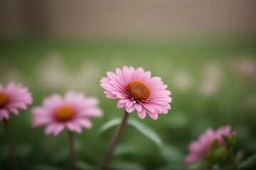 Fototapeta premium Beautiful Flower