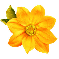 Dahlia flower on isolated background with clipping path. Closeup. Transparent background.	