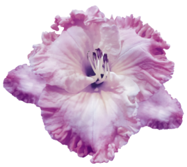 Lily  flower  on  isolated background with clipping path.  Closeup. For design. View from above.  Transparent background.	 