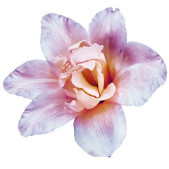 Lily  flower  on  isolated background with clipping path.  Closeup. For design. View from above.  Nature. Transparent background.	