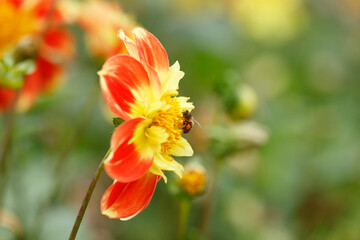 Close-up of a vibrant orange-yellow dahlia flower. A bee collects pollen.  Blurred background of other flowers.
