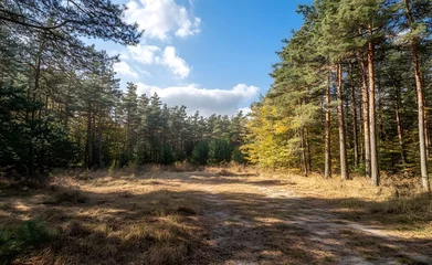 Beautiful forest landscape with trees and sunlight in autumn, a sunny day in the pine woods. Great for a background or wallpaper.